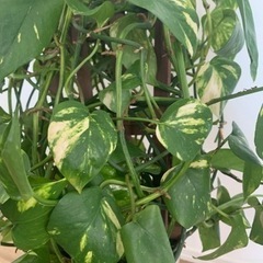 【お値下げしました】観葉植物　ポトスの画像