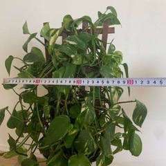 【お値下げしました】観葉植物　ポトスの画像