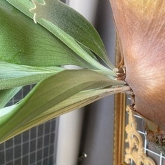 大型ビカクシダ 親株の画像