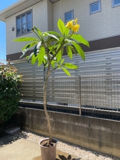プルメリア　黄色　赤　決まりました。