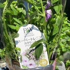 スーパートレニアカタリーナ　1ポット ￥200