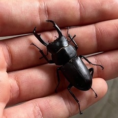 コクワガタ　原名亜種5ペア①