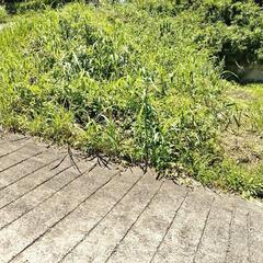 敷地内の管理（草刈り等）