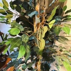 【一旦受付終了】人工観葉植物、お譲りします。の画像
