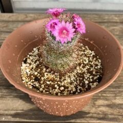 花が咲いたサボテン（月影丸）差し上げますの画像