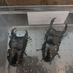オオクワガタ　オス2匹　メス2匹の画像