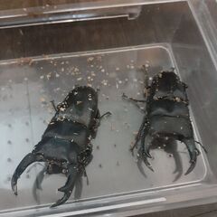 オオクワガタ　オス2匹　メス2匹の画像