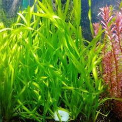 水草 スクリューバリスネリア メダカ ・エビ水槽に③
