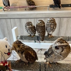ふくろうカフェのスタッフ募集！吹上のふくろうカフェです！の画像