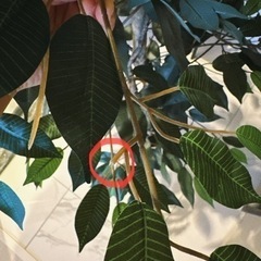 【一旦受付終了】人工観葉植物、お譲りします。の画像