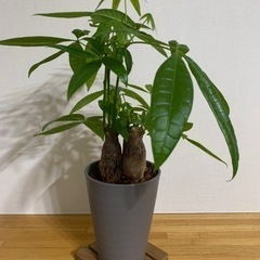 観葉植物　パキラ