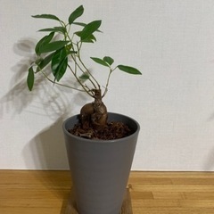 観葉植物　ガジュマル