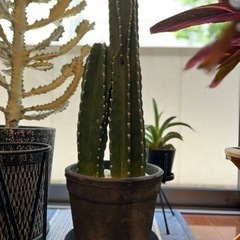 柱サボテン　鬼面角　鉢セット　観葉植物