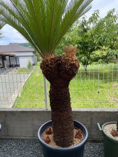 【取引完了】ソテツ ダブルヘッド 蘇鉄大株 新葉 約1.8m
