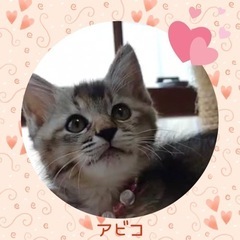 可愛くて人馴れバッチリ【譲渡会参加】