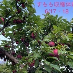 今日明日！すもも狩り♡