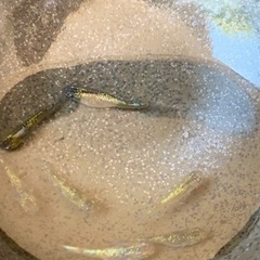 ミカユリ　幼魚　230617