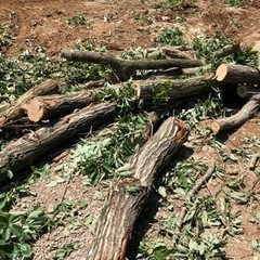 ひのき・こなら等の伐採樹木