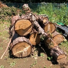 ひのき・こなら等の伐採樹木の画像