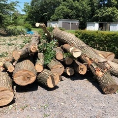 ひのき・こなら等の伐採樹木の画像