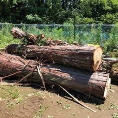 ひのき・こなら等の伐採樹木の画像