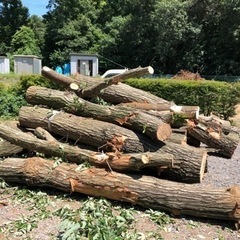 ひのき・こなら等の伐採樹木の画像