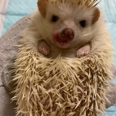 ハリネズミを大事に飼ってくれる方募集しています。