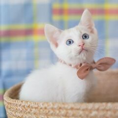 2ヶ月 ブルーアイ男の子