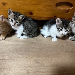 （急募）３匹の子猫の里親探してます（（茶トラ決まりました））