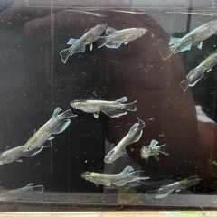 【船橋メダカファーム】6/18 日曜日9:30〜営業！割引あり！