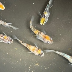 【船橋メダカファーム】6/18 日曜日9:30〜営業！割引あり！の画像