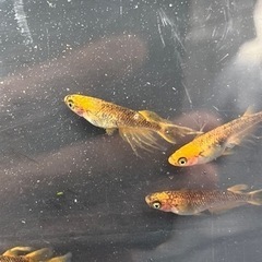 【船橋メダカファーム】6/18 日曜日9:30〜営業！割引あり！の画像