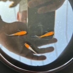 【船橋メダカファーム】6/18 日曜日9:30〜営業！割引あり！の画像