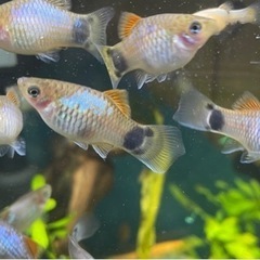 ミッキーマウスプラティ生体　