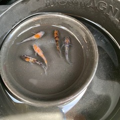 三色ラメ選外まとめて9匹（現物）の画像
