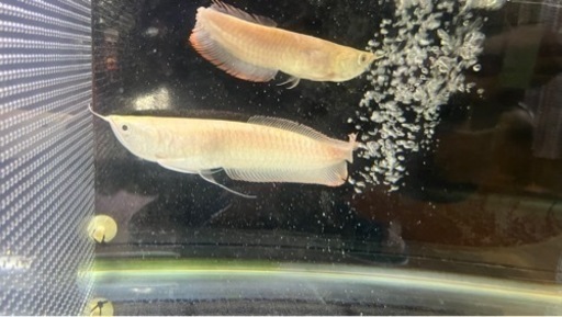 熱帯魚！！