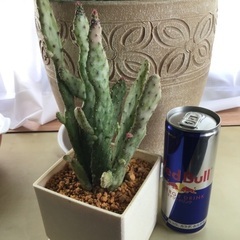 【受け渡し内定しました】サボテンです。の画像