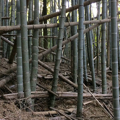竹林整備の相談承ります【子や孫のために】 - 長崎市