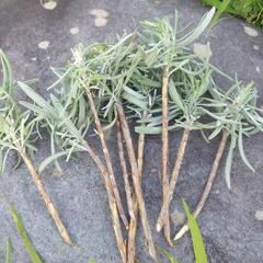 ラベンダーの子株10本