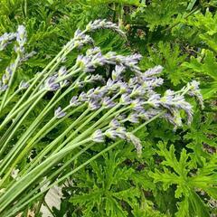 ラベンダーの子株10本の画像