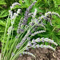 ラベンダーの子株10本の画像