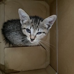 急募！里親募集です🐈