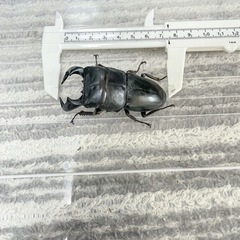 ダイオウヒラタ　♂74mm ♀44mm  ③の画像