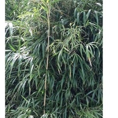 リュウキュウチク