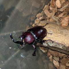 カブトムシ ２ペア(雌追加可）