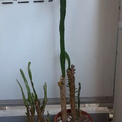 あげます　ウチワサボテン　ヒメサンゴ　多肉植物