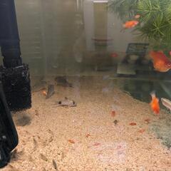 水槽　アクアリウム