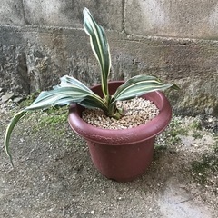 オモト