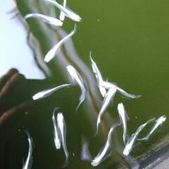 ＭＤＳメダカ　１０匹＋1匹（雄雌無選別）の画像