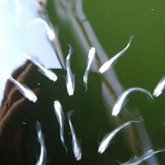 ＭＤＳメダカ　１０匹＋1匹（雄雌無選別）の画像